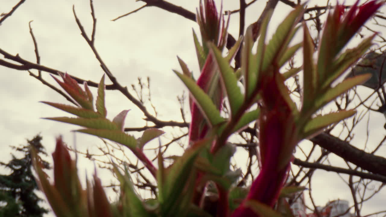 цветные листья качаются на ветру на фоне белого облачного неба. мирная природа.