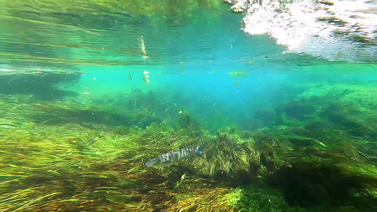 Underwater View of Aquatic Plants and Fish in a Clear River