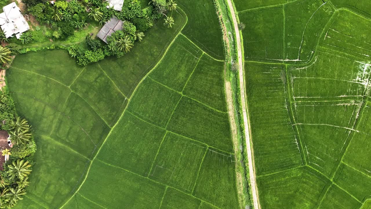vea los pintorescos campos de arroz de sri lanka desde la vista de un pájaro