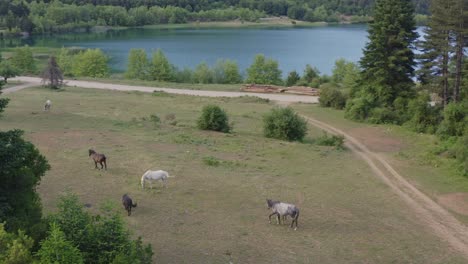 Antenne---Pferde,-Die-In-Einer-Wunderschönen-Naturlandschaft-Grasen