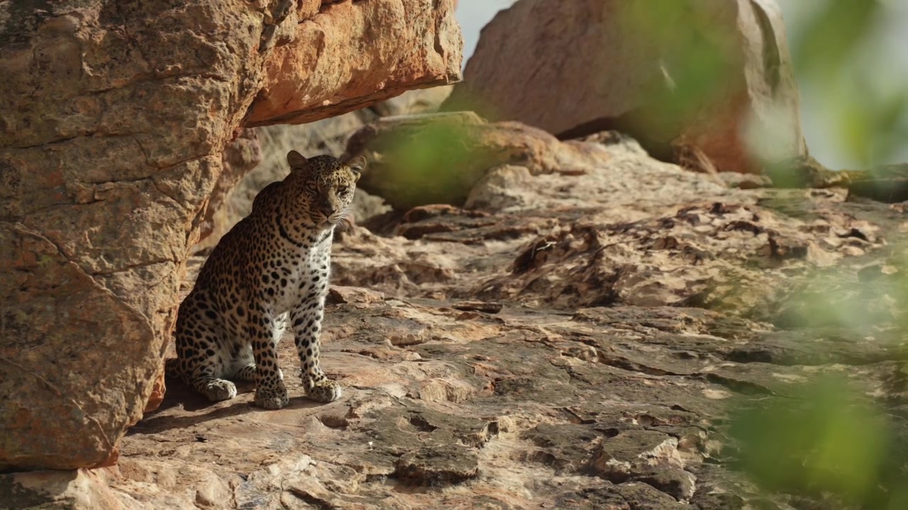Botswana vahşi doğasında, kayalık bir çıkıntıda oturan ve çevresini tarayan bir leopar