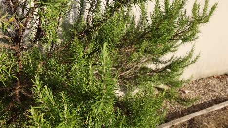 tree branches moving gently in the breeze