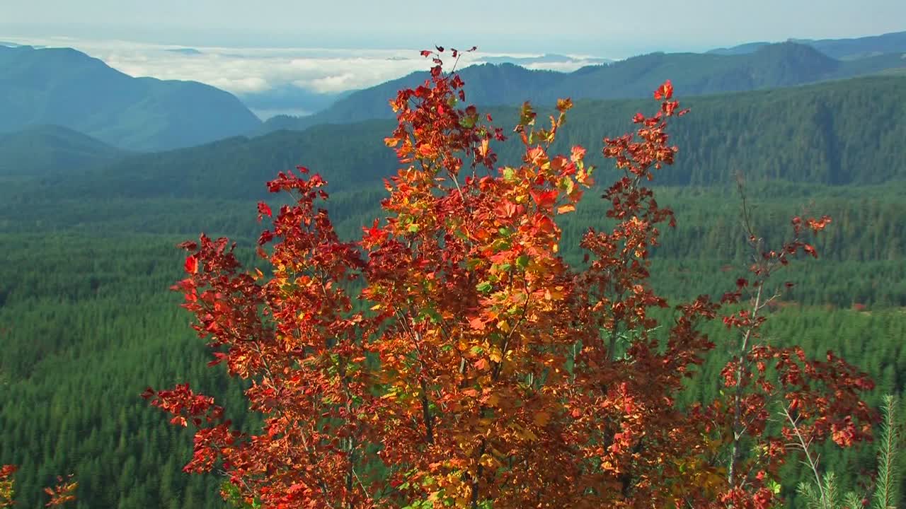 las hojas de otoño soplan con la brisa en el parque nacional mt st helens