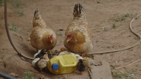 a close-up of two orange hens with many yellow, orange, and black chicks all drinking water together from a yellow container on the brown ground