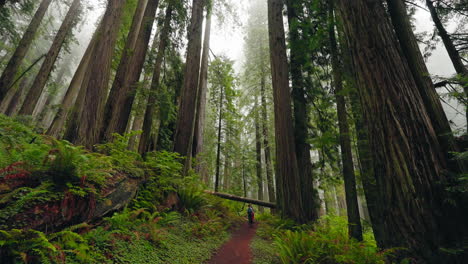 exploring redwoods together a mother and her children walk through nature