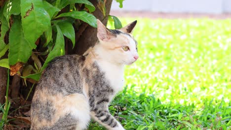 two cats meet and interact outdoors