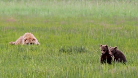 madre oso grizzly cuidando a sus cachorros