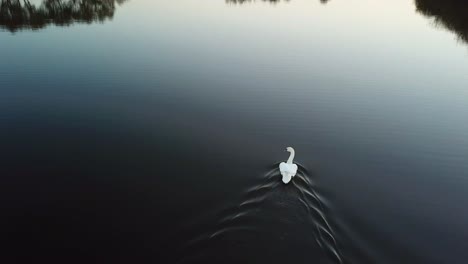 Swan swimming on a tranquil lake