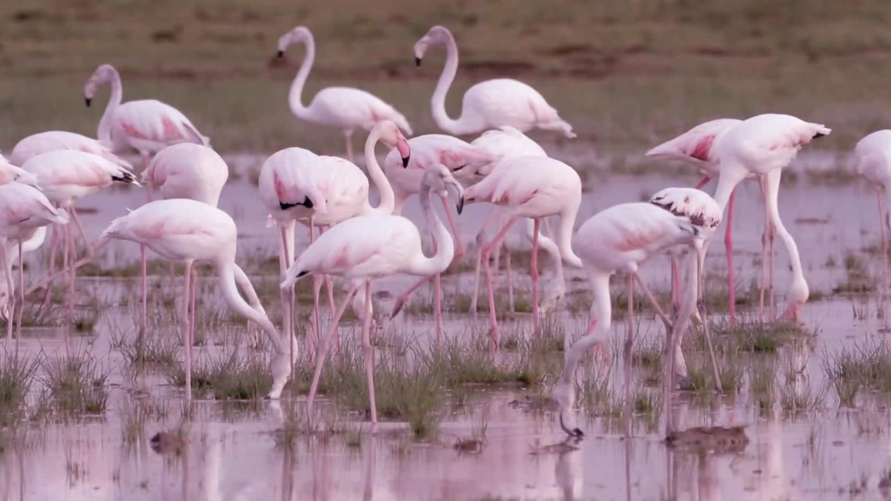 A FLOCK OF FLAMINGOS IN A SWAMP