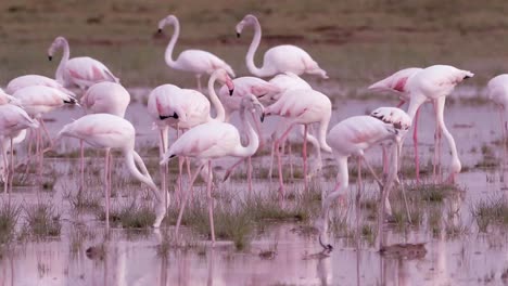 a flock of flamingos in a swamp