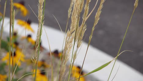 Hohes-Gras-Im-Vordergrund-Mit-Verschwommenem-Hintergrund-Aus-Leuchtend-Gelben-Blüten