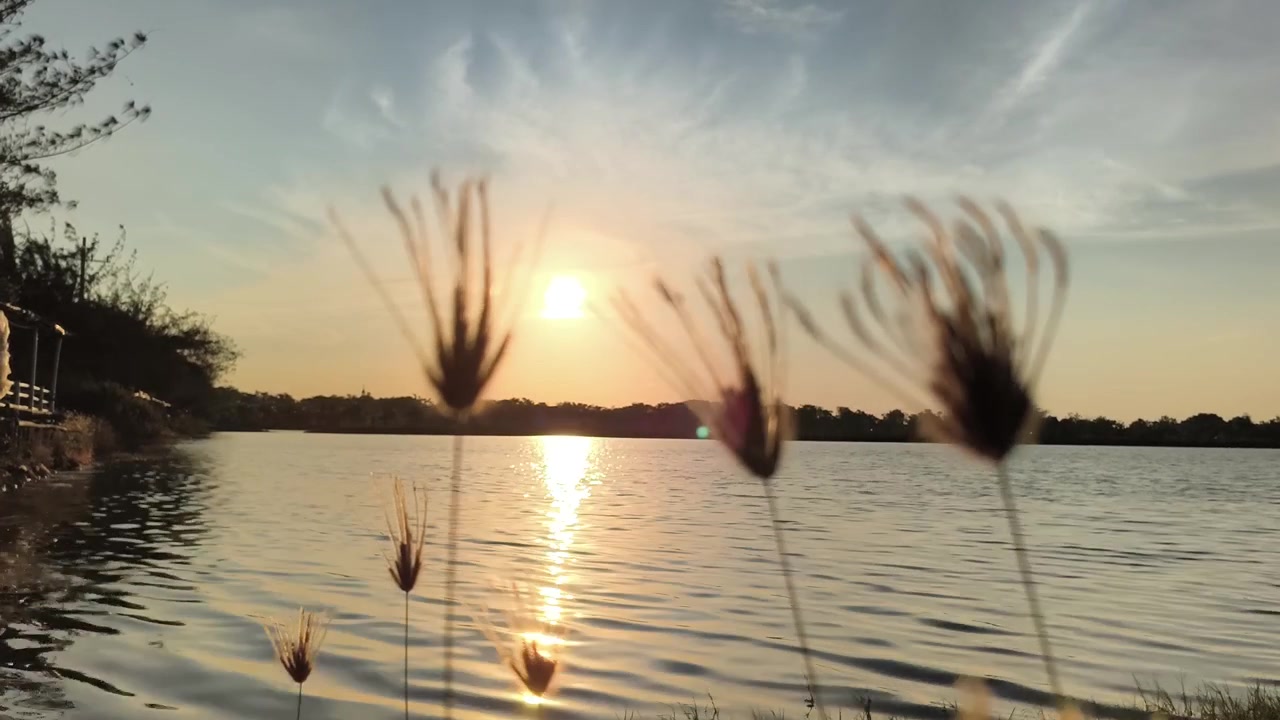 Tramonto dorato su lago calmo con erba in silhouette in primo piano