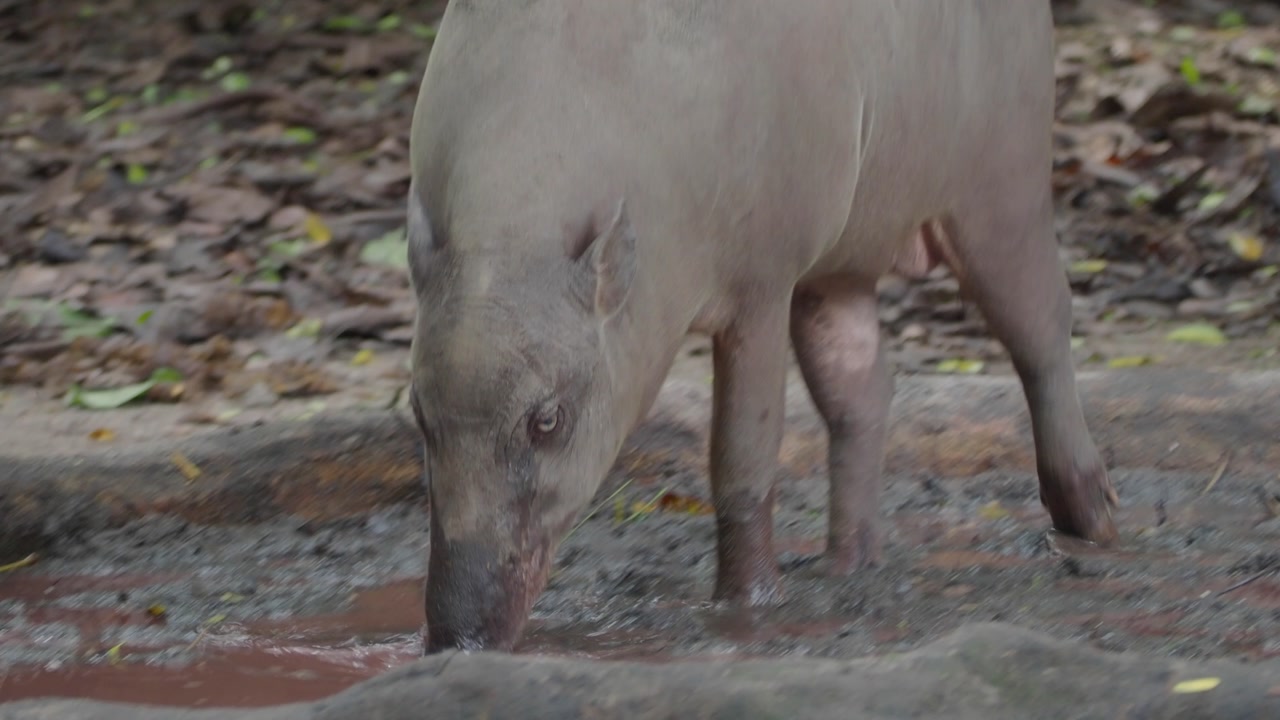 Wild Babirusa Drinking from a Muddy Puddle in its Natural Habitat