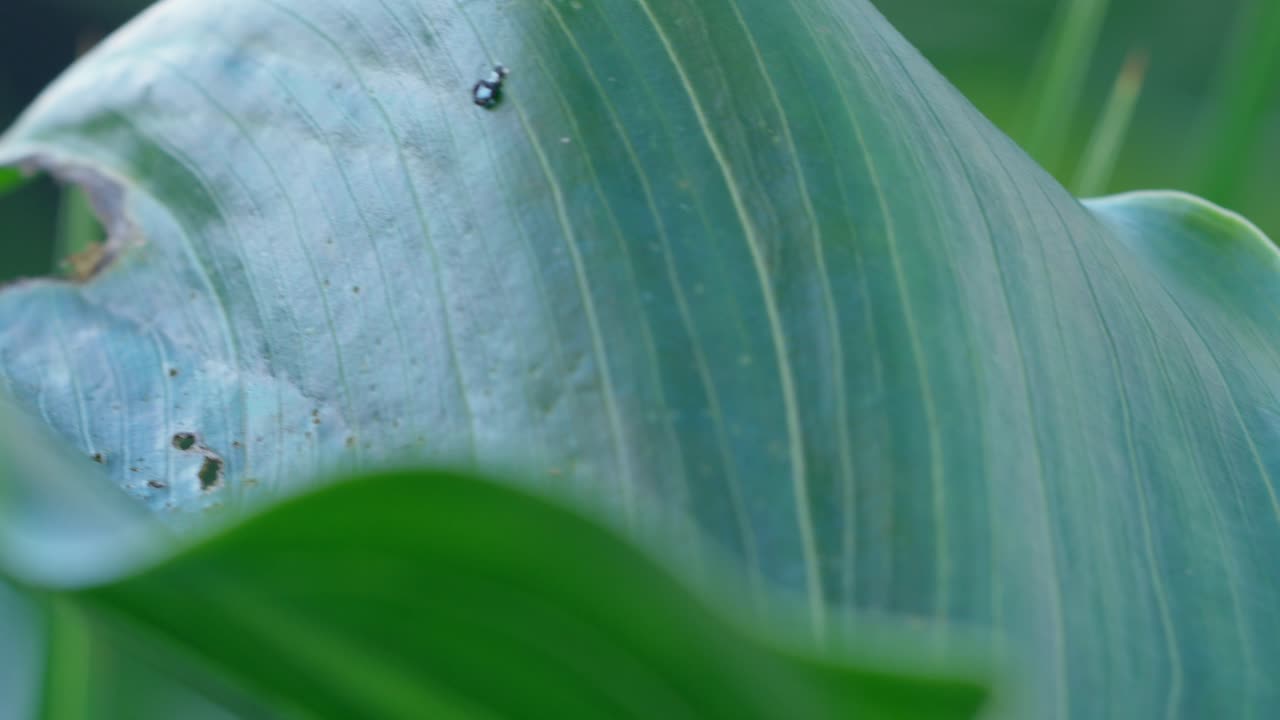 Close up of a big leave in the garden.