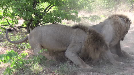 two male lions fight viciously for prey in an african wildlife park