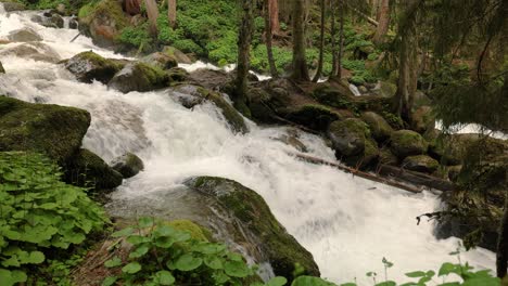 mountain river in the wood. beautiful wildlife landscape.