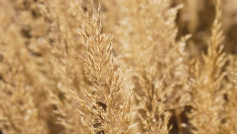 close up of wheat crop sunny light with great bokeh in new york city high line