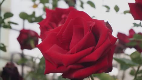 Red-flowers-on-house-background-stock-video