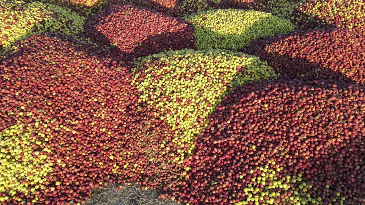 다채로운 사과 언덕