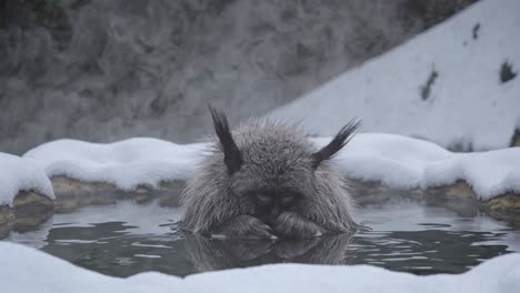 snow monkeys relaxing in a hot spring