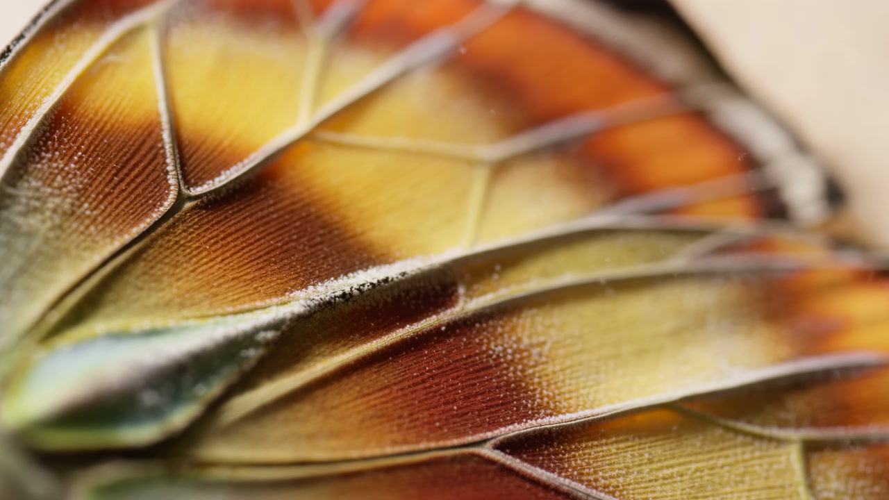 Macro Butterfly Wing Closeup Showing Scales, Delicate Veins, Warm Orange And Yellow Tones, Soft Directional