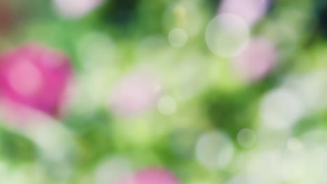 abstract spring background with bokeh