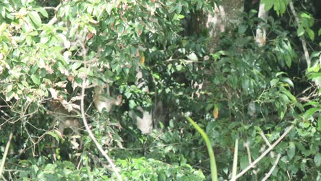 Wild-Monkeys-Playing-and-Jumping-Around-in-the-Trees-in-Thailand