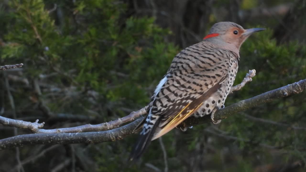 pájaro parpadeo del norte posado en una rama