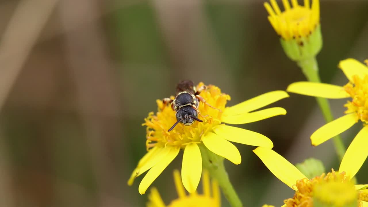 vista frontal de una avispa solitaria posada en una flor de ragwort a finales del verano