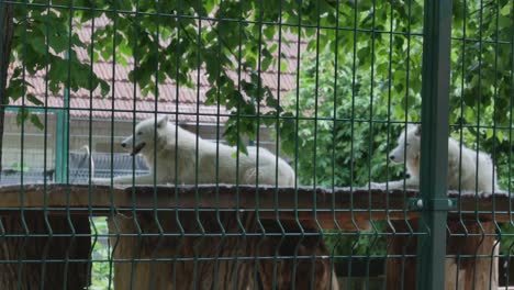 dos lobos polares blancos en el parque zoológico de kaunas