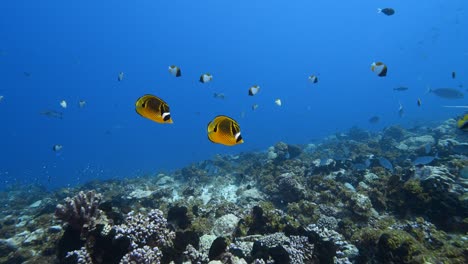 Beautiful-orange-butterly-fish-in-crystal-clear-water-on-a-tropical-coral-reef-at-the-atoll-of-Fakarava,-French-Polynesia,-South-pacific