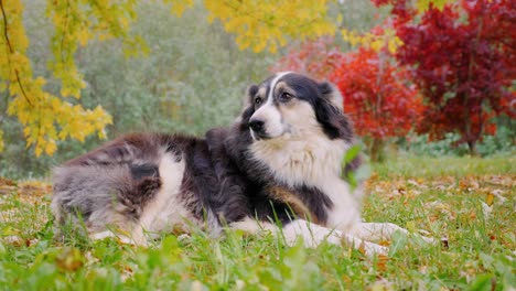 most adult shepherd is in autumn garden