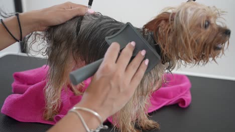 Brushing-wet-and-shivering-yorkshire-terrier-after-shower