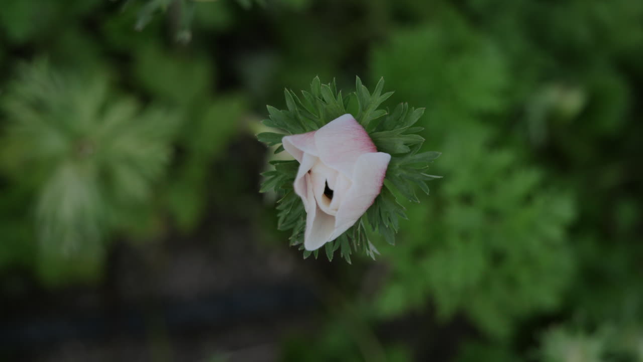 Wide top down shot of a white and pink Anemone that is about to bloom.