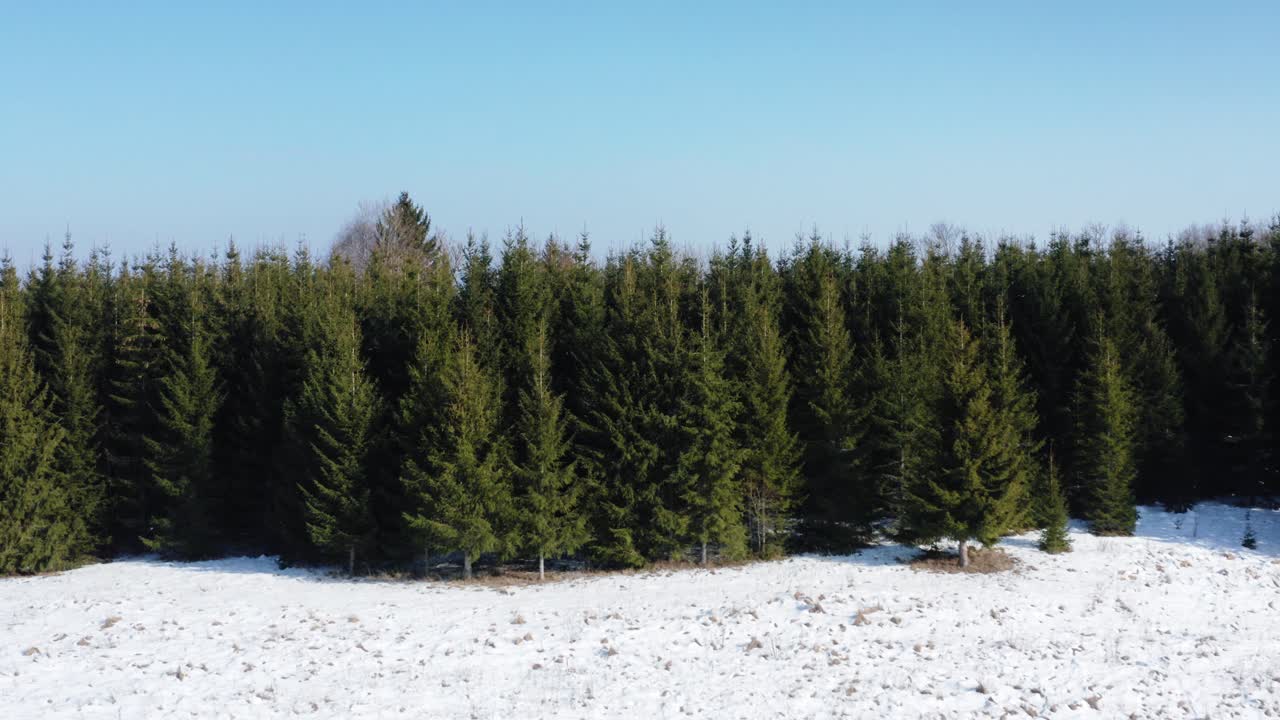 Aerial view of evergreen forest edge alongside a snow covered field. Countryside landscape in a sunny winter day. Ecology in nature.