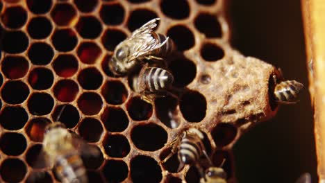 Abejas-En-Una-Colmena-En-Panal