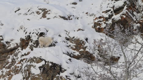a resilient mountain goat with white fur and large horns rests on a snow-caked rocky hillside in yukon. this candid winter scene reveals the quiet strength of north american wildlife.