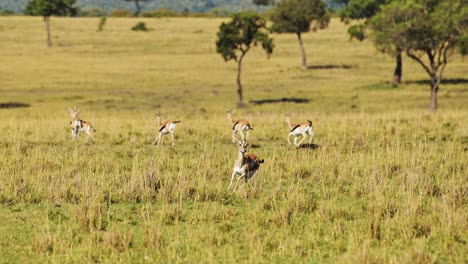 slow motion of cheetah hunting warthog and gazelle animals running away chasing prey on a hunt, african wildlife being chased in africa, maasai mara, kenya on safari in masai mara