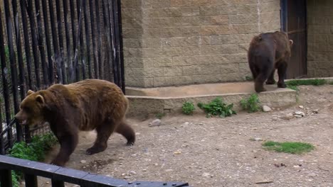 brown bears in captivity in alaska