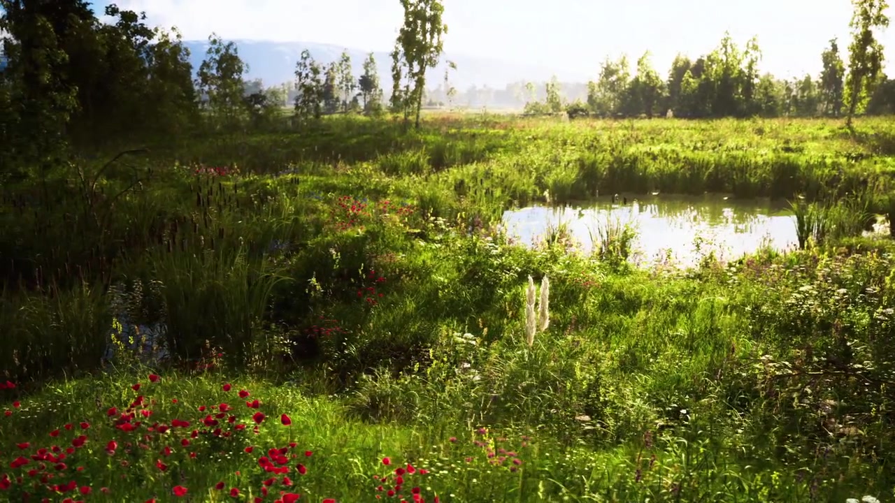 Calm marshland illuminated by low sun in vibrant meadow setting