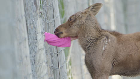 Juvenile-tame-Eurasian-Elk-in-park-being-stroked-by-visitors-through-wire-fence