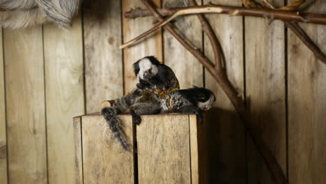 marmoset laying on back grooming in a zoo