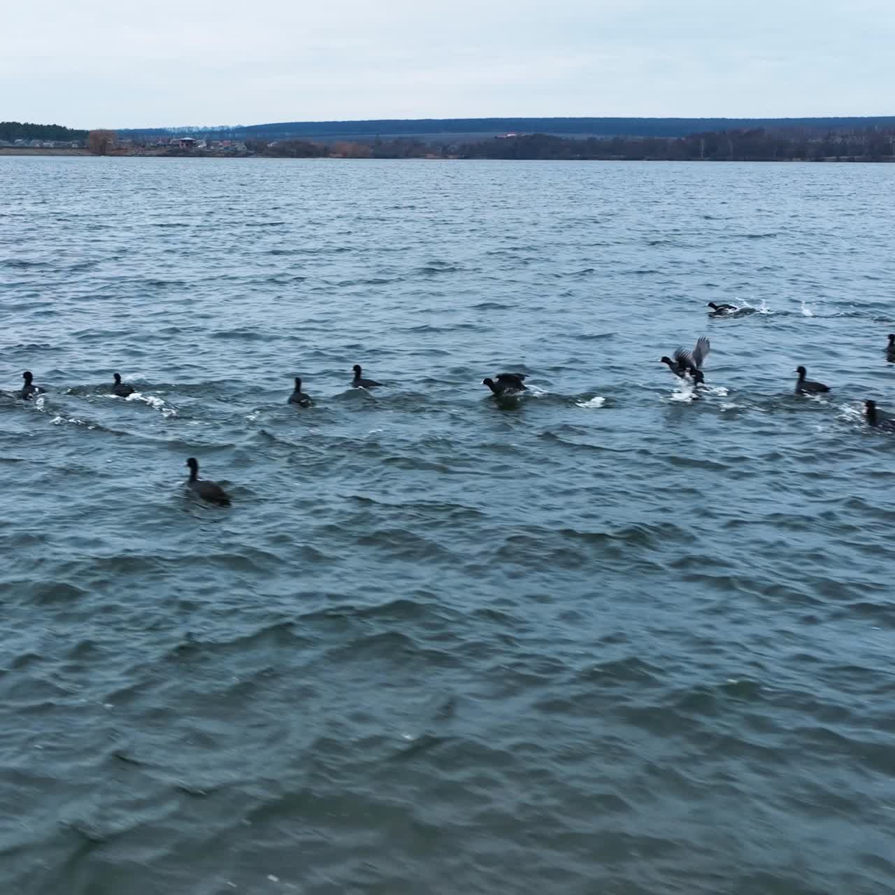 Aerial view of ducks on the lake. Flight above large flock of birds in nature