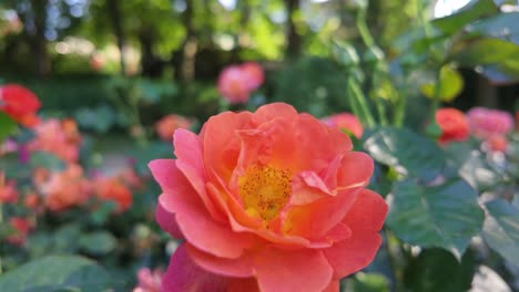 Close-up-of-a-vibrant-orange-rose-in-a-lush-garden-on-a-sunny-day