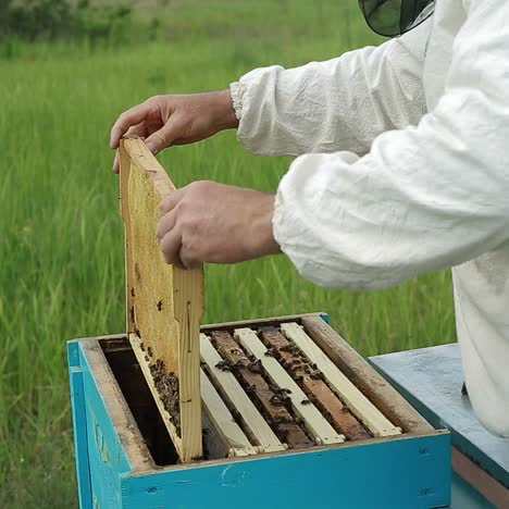 close up of hardworking bees on hive