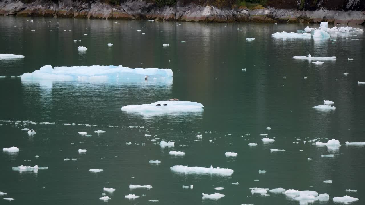 Harbor seals sitting on a iceberg at Dawes Glacier, Endicott Arm fjord, Alaska.