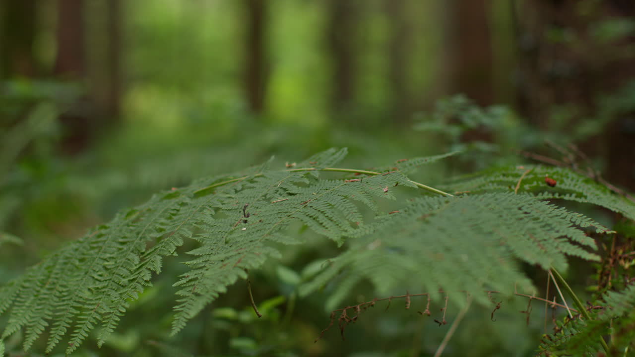 cerca de la hoja de helecho que crece en el suelo del bosque en el campo
