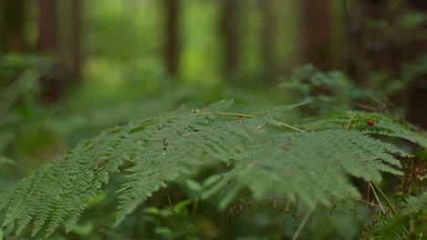 close up of fern leaf growing on forest floor in countryside