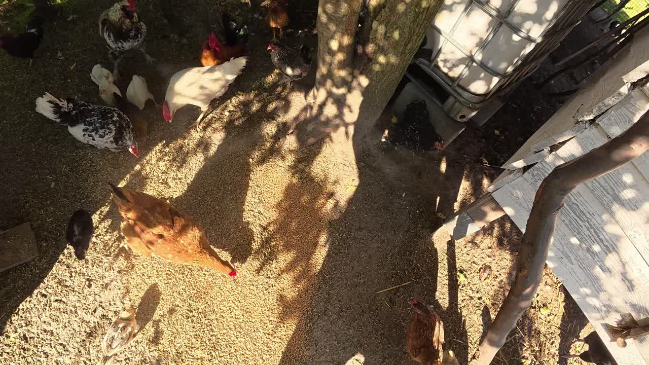 POV view of farmer scattering grain for colorful chickens on eco-friendly free-range farm. Natural sustainable lifestyle