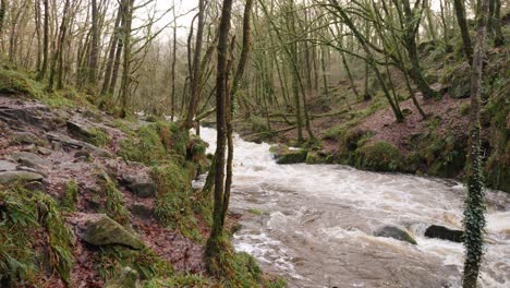 Plano-General-De-Un-Río-Que-Fluye-Rápido-A-Través-De-Un-Viejo-Bosque